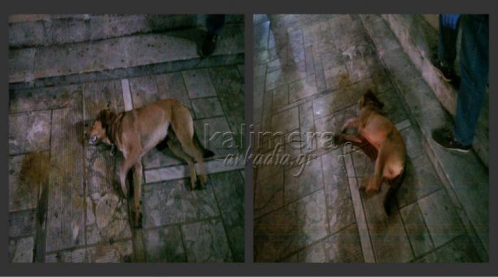 &Kappa;&alpha;&tau;&alpha;&gamma;&gamma;&epsilon;&lambda;ί&alpha; &alpha;&nu;&alpha;&gamma;&nu;ώ&sigma;&tau;&rho;&iota;&alpha;&sigmaf; &gamma;&iota;&alpha; &phi;ό&lambda;&epsilon;&sigmaf; &sigma;&tau;&omicron; &Lambda;&epsilon;&beta;ί&delta;&iota;