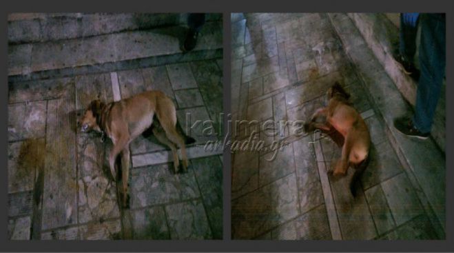 &Kappa;&alpha;&tau;&alpha;&gamma;&gamma;&epsilon;&lambda;ί&alpha; &alpha;&nu;&alpha;&gamma;&nu;ώ&sigma;&tau;&rho;&iota;&alpha;&sigmaf; &gamma;&iota;&alpha; &phi;ό&lambda;&epsilon;&sigmaf; &sigma;&tau;&omicron; &Lambda;&epsilon;&beta;ί&delta;&iota;