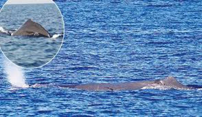 Εμφανίστηκε φάλαινα στον Κορινθιακό Κόλπο!