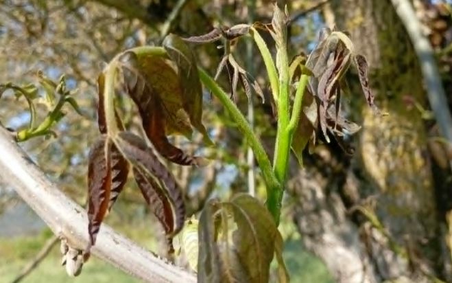 Άμεση καταγραφή ζημιών και ενίσχυση των πληγέντων παραγωγών από τον παγετό ζητά ο Δήμος Τρίπολης