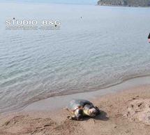 Νεκρή χελώνα στην παραλία της Καραθώνας…