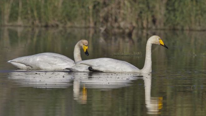 Ά&gamma;&rho;&iota;&omicron;&iota; &kappa;ύ&kappa;&nu;&omicron;&iota; &nu;&epsilon;&kappa;&rho;&omicron;ί &alpha;&pi;ό &tau;&eta;&nu; &gamma;&rho;ί&pi;&eta; &tau;&omega;&nu; &pi;&tau;&eta;&nu;ώ&nu; &sigma;&tau;&eta; &lambda;ί&mu;&nu;&eta; &Tau;ά&kappa;&alpha;