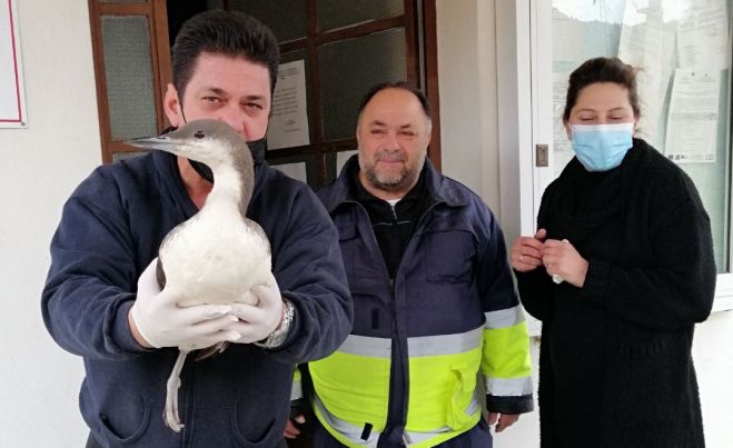 &Tau;&rho;&alpha;&upsilon;&mu;&alpha;&tau;&iota;&sigma;&mu;έ&nu;&omicron; &theta;&alpha;&lambda;&alpha;&sigma;&sigma;&omicron;&pi;&omicron;ύ&lambda;&iota; &sigma;&tau;&omicron;&nu; Ά&nu;&omega; &Tau;&upsilon;&rho;ό