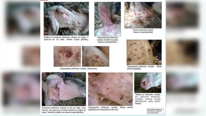 &Phi;ό&beta;&omicron;&iota; &gamma;&iota;&alpha; 2&omicron; &kappa;&rho;&omicron;ύ&sigma;&mu;&alpha; &epsilon;&lambda;&omicron;&gamma;&iota;ά&sigmaf; &pi;&rho;&omicron;&beta;ά&tau;&omega;&nu; &sigma;&tau;&eta;&nu; &Alpha;&rho;&kappa;&alpha;&delta;ί&alpha; - &Eta; &alpha;&nu;&alpha;&phi;&omicron;&rho;ά &Mu;&alpha;&nu;&delta;&rho;ώ&nu;&eta; &sigma;&tau;&omicron; &Kappa;&alpha;&sigma;&tau;&rho;ά&kappa;&iota; &Gamma;&omicron;&rho;&tau;&upsilon;&nu;ί&alpha;&sigmaf;