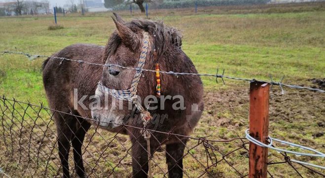 Αντιδήμαρχος Λαγός για το ξεχασμένο άλογο στην Τρίπολη: «Δεν έχει αρμοδιότητα ο Δήμος. Έχουν ενημερωθεί όλες οι υπηρεσίες. Να αναζητηθεί ο ιδιοκτήτης»