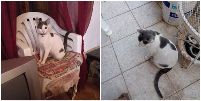 &Chi;ά&theta;&eta;&kappa;&epsilon; &gamma;&alpha;&tau;&omicron;ύ&lambda;&alpha; &sigma;&tau;&omicron; &Omicron;&rho;&epsilon;&iota;&nu;ό &Kappa;&omicron;&rho;&alpha;&kappa;&omicron;&beta;&omicron;ύ&nu;&iota; - &Alpha;&mu;&omicron;&iota;&beta;ή 800 &epsilon;&upsilon;&rho;ώ &sigma;&epsilon; ό&pi;&omicron;&iota;&omicron;&nu; &tau;&eta;&nu; &beta;&rho;&epsilon;&iota;!