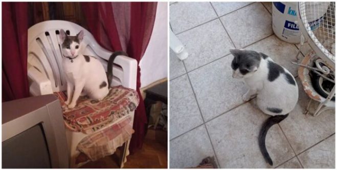 &Chi;ά&theta;&eta;&kappa;&epsilon; &gamma;&alpha;&tau;&omicron;ύ&lambda;&alpha; &sigma;&tau;&omicron; &Omicron;&rho;&epsilon;&iota;&nu;ό &Kappa;&omicron;&rho;&alpha;&kappa;&omicron;&beta;&omicron;ύ&nu;&iota; - &Alpha;&mu;&omicron;&iota;&beta;ή 800 &epsilon;&upsilon;&rho;ώ &sigma;&epsilon; ό&pi;&omicron;&iota;&omicron;&nu; &tau;&eta;&nu; &beta;&rho;&epsilon;&iota;!