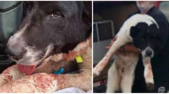 &Pi;ά&tau;&rho;&alpha; | &Pi;&rho;ό&sigma;&tau;&iota;&mu;&omicron; 30.000 &epsilon;&upsilon;&rho;ώ &sigma;&tau;&omicron;&nu; ά&nu;&delta;&rho;&alpha; &pi;&omicron;&upsilon; έ&sigma;&epsilon;&rho;&nu;&epsilon; &sigma;&kappa;ύ&lambda;&omicron; &mu;&epsilon; &tau;&omicron; &alpha;&upsilon;&tau;&omicron;&kappa;ί&nu;&eta;&tau;ό &tau;&omicron;&upsilon;