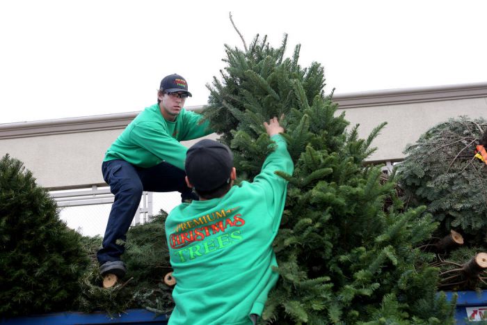 &Sigma;&epsilon; &alpha;&nu;&alpha;&kappa;ύ&kappa;&lambda;&omega;&sigma;&eta; &phi;&upsilon;&sigma;&iota;&kappa;ώ&nu; &chi;&rho;&iota;&sigma;&tau;&omicron;&upsilon;&gamma;&epsilon;&nu;&nu;&iota;ά&tau;&iota;&kappa;&omega;&nu; &epsilon;&lambda;ά&tau;&omega;&nu; &pi;&rho;&omicron;&chi;&omega;&rho;&omicron;ύ&nu; &sigma;&tau;&eta; &Beta;ό&rho;&epsilon;&iota;&alpha; &Kappa;&upsilon;&nu;&omicron;&upsilon;&rho;ί&alpha;