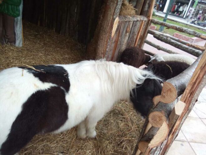 &Pi;&alpha;&rho;έ&mu;&beta;&alpha;&sigma;&eta; &Epsilon;&iota;&sigma;&alpha;&gamma;&gamma;&epsilon;&lambda;έ&alpha; &gamma;&iota;&alpha; &tau;&alpha; &zeta;&omega;&nu;&tau;&alpha;&nu;ά &zeta;ώ&alpha; &sigma;&tau;&iota;&sigmaf; &phi;ά&tau;&nu;&epsilon;&sigmaf; &sigma;&tau;&omicron;&nu; &Beta;ό&lambda;&omicron;