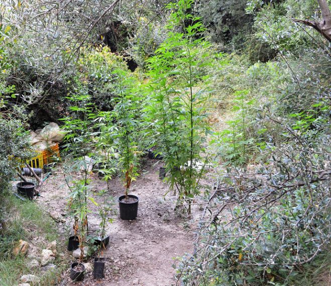 &Nu;έ&epsilon;&sigmaf; &phi;&upsilon;&tau;&epsilon;ί&epsilon;&sigmaf; &delta;&epsilon;&nu;&delta;&rho;&upsilon;&lambda;&lambda;ί&omega;&nu; &kappa;ά&nu;&nu;&alpha;&beta;&eta;&sigmaf; &sigma;&tau;&eta; &Mu;&epsilon;&sigma;&sigma;&eta;&nu;ί&alpha;