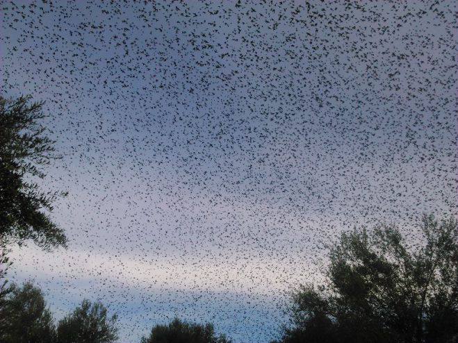Εντυπωσιακό - Σμήνος από χιλιάδες πουλιά στα Μαλλωτά Μεγαλόπολης (εικόνες)