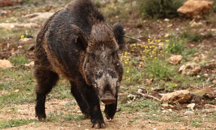 Γορτυνία | «Αλληλοτουφεκίστηκαν οι άνθρωποι από ένα λάθος», αναφέρει αυτόπτης μάρτυρας για το φονικό
