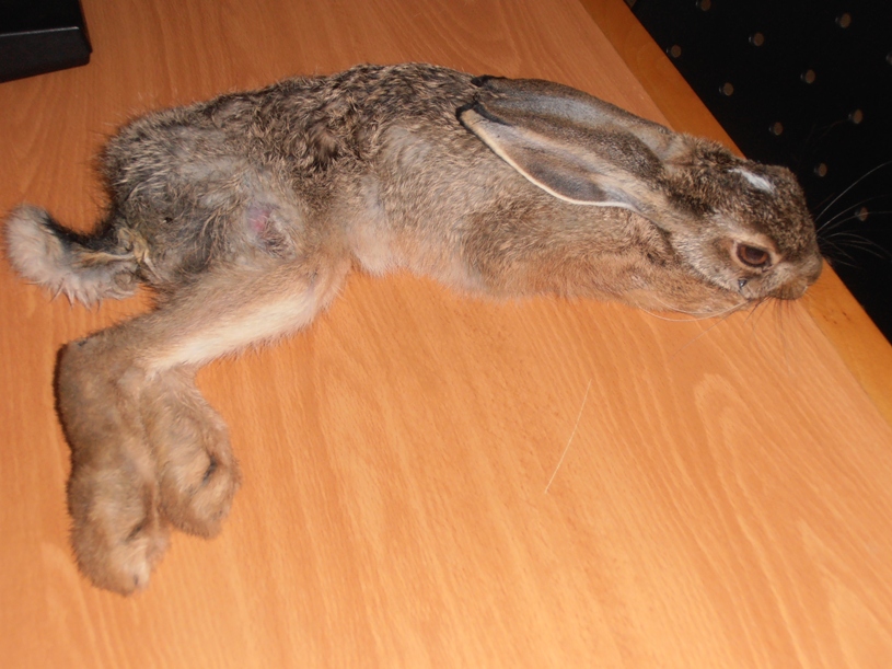 &Tau;&rho;&alpha;&upsilon;&mu;&alpha;&tau;&iota;&sigma;&mu;έ&nu;&omicron;&sigmaf; &lambda;&alpha;&gamma;ό&sigmaf; &epsilon;&nu;&tau;&omicron;&pi;ί&sigma;&tau;&eta;&kappa;&epsilon; &sigma;&tau;&eta;&nu; &Omega;&rho;&iota;ά &tau;&eta;&sigmaf; &Kappa;&upsilon;&nu;&omicron;&upsilon;&rho;ί&alpha;&sigmaf;