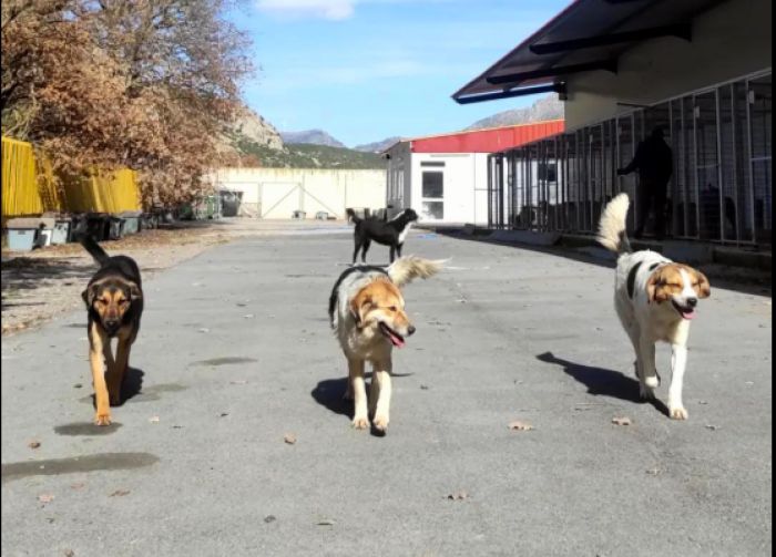 &Delta;ή&mu;&omicron;&sigmaf; &Tau;&rho;ί&pi;&omicron;&lambda;&eta;&sigmaf; | &Eta; &alpha;&rho;&mu;&omicron;&delta;&iota;ό&tau;&eta;&tau;&alpha; &gamma;&iota;&alpha; &tau;&eta; &delta;&iota;&alpha;&chi;&epsilon;ί&rho;&iota;&sigma;&eta; &tau;&omega;&nu; &alpha;&delta;έ&sigma;&pi;&omicron;&tau;&omega;&nu; &zeta;ώ&omega;&nu; ά&lambda;&lambda;&alpha;&xi;&epsilon; &chi;έ&rho;&iota;&alpha;!
