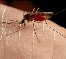 &Alpha;&rho;&gamma;&omicron;&lambda;ί&delta;&alpha; &ndash; &Epsilon;&nu;&eta;&mu;έ&rho;&omega;&sigma;&eta; &pi;&omicron;&lambda;&iota;&tau;ώ&nu; &gamma;&iota;&alpha; &tau;&omicron;&nu; &Iota;&omicron; &Delta;&upsilon;&tau;&iota;&kappa;&omicron;ύ &Nu;&epsilon;ί&lambda;&omicron;&upsilon;