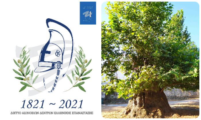 &Pi;&lambda;ά&tau;&alpha;&nu;&omicron;&sigmaf; &sigma;&tau;&omicron;&nu; Ά&gamma;&iota;&omicron; &Iota;&omega;ά&nu;&nu;&eta; &Kappa;&upsilon;&nu;&omicron;&upsilon;&rho;ί&alpha;&sigmaf; &sigma;&tau;&omicron; &Delta;ί&kappa;&tau;&upsilon;&omicron; &Alpha;&iota;&omega;&nu;ό&beta;&iota;&omega;&nu; &Delta;έ&nu;&tau;&rho;&omega;&nu; &Epsilon;&lambda;&lambda;&eta;&nu;&iota;&kappa;ή&sigmaf; &Epsilon;&pi;&alpha;&nu;ά&sigma;&tau;&alpha;&sigma;&eta;&sigmaf;!