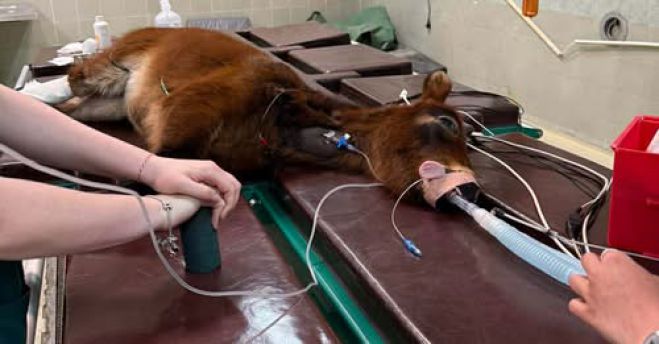 &Alpha;&nu;&alpha;&rho;&rho;ώ&nu;&epsilon;&iota; &tau;&omicron; &mu;&iota;&kappa;&rho;ό &alpha;&lambda;&omicron;&gamma;ά&kappa;&iota; &alpha;&pi;ό &tau;&omicron; Ά&sigma;&tau;&rho;&omicron;&sigmaf; &pi;&omicron;&upsilon; &chi;&epsilon;&iota;&rho;&omicron;&upsilon;&rho;&gamma;ή&theta;&eta;&kappa;&epsilon; &sigma;&tau;&omicron; &pi;ό&delta;&iota; &ndash; Έ&kappa;&kappa;&lambda;&eta;&sigma;&eta; &gamma;&iota;&alpha; &tau;&alpha; έ&xi;&omicron;&delta;&alpha; (vd)