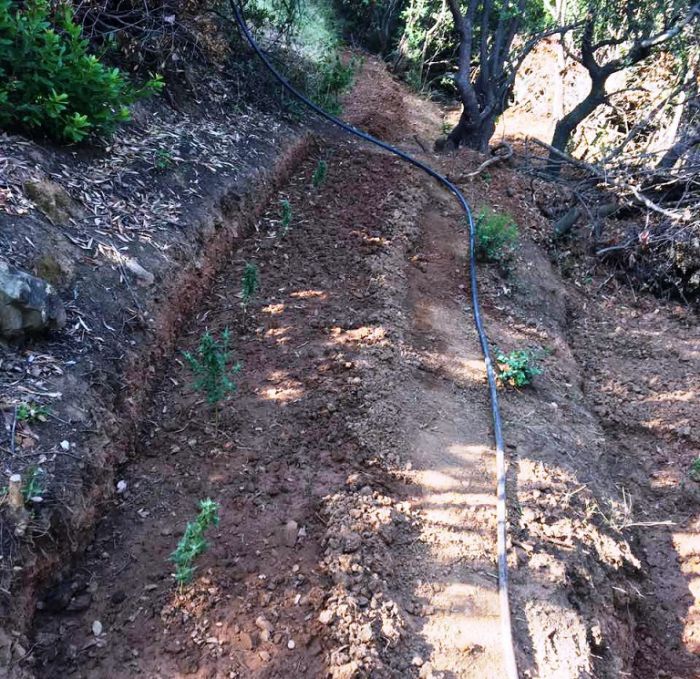 &Phi;&upsilon;&tau;&epsilon;ί&alpha; &mu;&epsilon; 114 &delta;&epsilon;&nu;&delta;&rho;ύ&lambda;&lambda;&iota;&alpha; &kappa;ά&nu;&nu;&alpha;&beta;&eta;&sigmaf; &epsilon;&nu;&tau;ό&pi;&iota;&sigma;&epsilon; &eta; &Alpha;&sigma;&tau;&upsilon;&nu;&omicron;&mu;ί&alpha; &kappa;&omicron;&nu;&tau;ά &sigma;&tau;&eta;&nu; &Kappa;&alpha;&lambda;&alpha;&mu;ά&tau;&alpha; (vd)