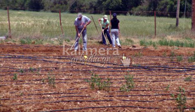 Τρίπολη: Ξεκίνησε ο Δημοτικός Λαχανόκηπος - Υπάρχουν ακόμα κενά αγροτεμάχια