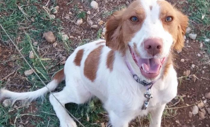 Χάθηκε ή εκλάπη η σκυλίτσα από την περιοχή Άγιος Σώστης Τεγέας