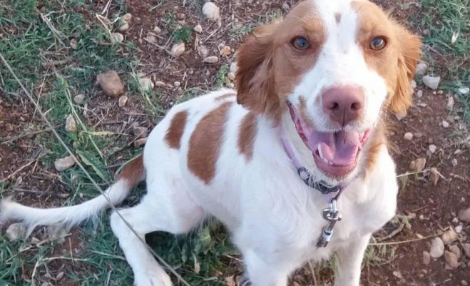 Χάθηκε ή εκλάπη η σκυλίτσα από την περιοχή Άγιος Σώστης Τεγέας
