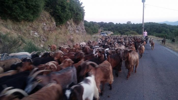 &Gamma;ί&delta;&iota;&alpha; &gamma;έ&mu;&iota;&sigma;&alpha;&nu; (&xi;&alpha;&nu;ά) &tau;&omicron;&upsilon;&sigmaf; &delta;&rho;ό&mu;&omicron;&upsilon;&sigmaf; &tau;&eta;&sigmaf; &Sigma;&tau;&epsilon;&mu;&nu;ί&tau;&sigma;&alpha;&sigmaf;! (&epsilon;&iota;&kappa;ό&nu;&epsilon;&sigmaf;)