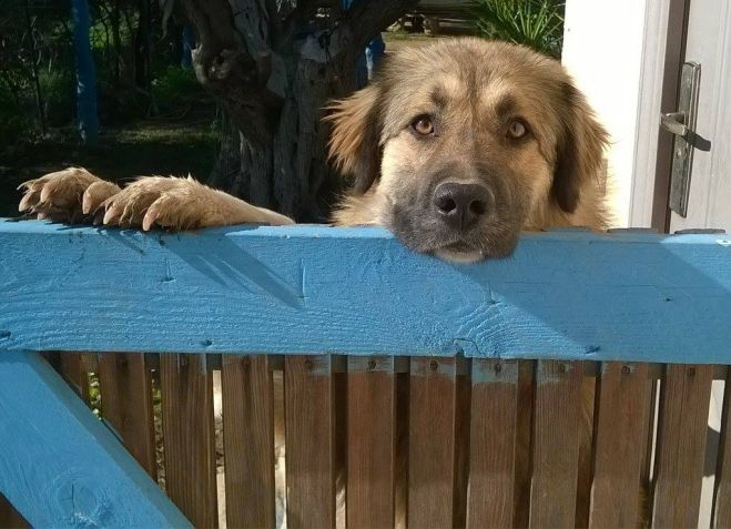 SOS από τον Φιλοζωικό Σύλλογο Τρίπολης!