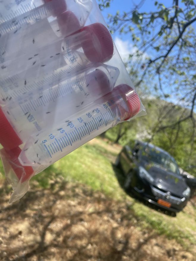 &Beta;ό&rho;&epsilon;&iota;&alpha; &Kappa;&upsilon;&nu;&omicron;&upsilon;&rho;ί&alpha; | &Sigma;&upsilon;&nu;&epsilon;&chi;ί&zeta;&epsilon;&tau;&alpha;&iota; &gamma;&iota;&alpha; &tau;έ&tau;&alpha;&rho;&tau;&eta; &chi;&rho;&omicron;&nu;&iota;ά &eta; &beta;&iota;&omicron;&lambda;&omicron;&gamma;&iota;&kappa;ή &alpha;&nu;&tau;&iota;&mu;&epsilon;&tau;ώ&pi;&iota;&sigma;&eta; &tau;&eta;&sigmaf; &sigma;&phi;ή&kappa;&alpha;&sigmaf; &tau;&eta;&sigmaf; &kappa;&alpha;&sigma;&tau;&alpha;&nu;&iota;ά&sigmaf;