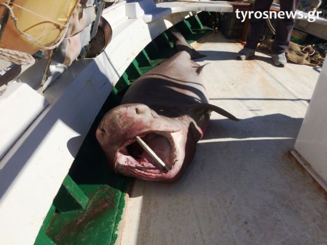 Καρχαρία 100 κιλών έπιασε ψαράς στον Τυρό!