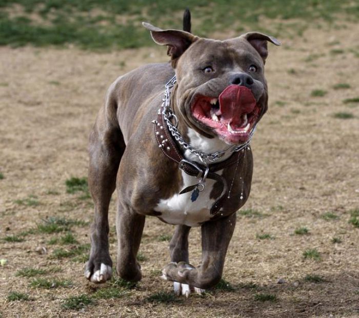 Pitbull τραυμάτισε 4χρονο παιδί στο Άργος