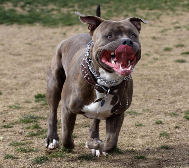 Pitbull τραυμάτισε 4χρονο παιδί στο Άργος