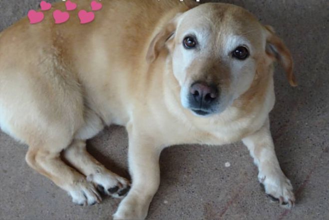 &Chi;ά&theta;&eta;&kappa;&epsilon; &tau;&omicron; &sigma;&kappa;&upsilon;&lambda;ά&kappa;&iota; &tau;&eta;&sigmaf; &phi;&omega;&tau;&omicron;&gamma;&rho;&alpha;&phi;ί&alpha;&sigmaf;. &Tau;&omicron; έ&chi;&epsilon;&tau;&epsilon; &delta;&epsilon;&iota;;