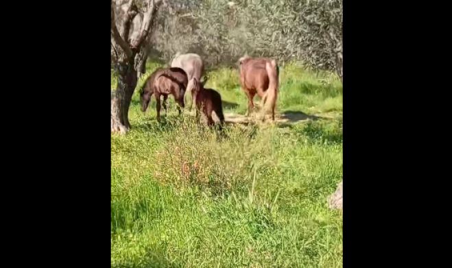 &Alpha;&gamma;έ&lambda;&eta; &alpha;&lambda;ό&gamma;&omega;&nu; &pi;&epsilon;&rho;&iota;&phi;έ&rho;&epsilon;&tau;&alpha;&iota; &sigma;&tau;&eta;&nu; &pi;&epsilon;&rho;&iota;&omicron;&chi;ή &tau;&omicron;&upsilon; Ά&sigma;&tau;&rho;&omicron;&upsilon;&sigmaf; - &Pi;&rho;&omicron;&sigma;&pi;ά&theta;&epsilon;&iota;&alpha; &pi;&epsilon;&rho;&iota;&sigma;&upsilon;&lambda;&lambda;&omicron;&gamma;ή&sigmaf; &alpha;&pi;ό &tau;&omicron;&nu; &Phi;&iota;&lambda;&omicron;&zeta;&omega;&iota;&kappa;ό &Sigma;ύ&lambda;&lambda;&omicron;&gamma;&omicron; &Tau;&rho;ί&pi;&omicron;&lambda;&eta;&sigmaf; (vd)
