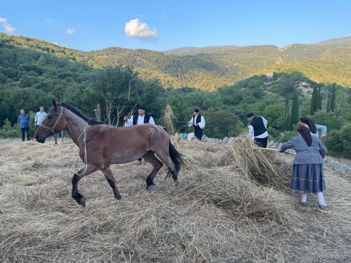 Παραδοσιακό αλώνισμα στο Δυρράχι Μεγαλόπολης! (vd)