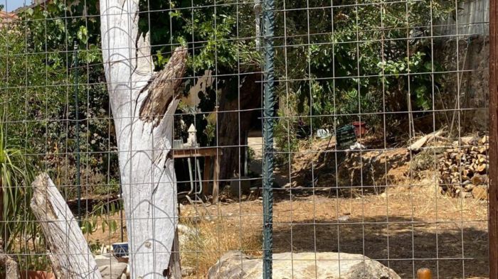 Σοκ στη Μεσσηνία | Άνδρας μαχαίρωσε και σκότωσε την ηλικιωμένη μητέρα του (vd)