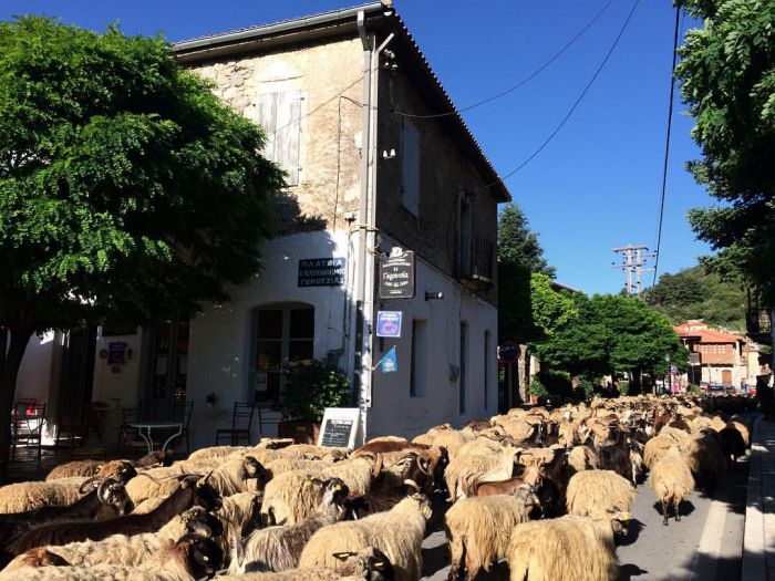 Στεμνίτσα - Οι δρόμοι γέμισαν ... πρόβατα και γίδια!