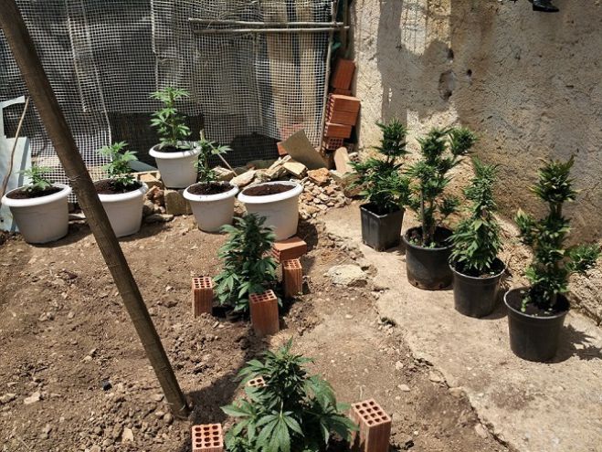 &Sigma;ύ&lambda;&lambda;&eta;&psi;&eta; &gamma;&iota;&alpha; &kappa;ά&nu;&nu;&alpha;&beta;&eta; &kappa;&alpha;&iota; &lambda;&alpha;&theta;&rho;&alpha;ί&omicron; &kappa;&alpha;&pi;&nu;ό &sigma;&tau;&eta; &Lambda;&alpha;&kappa;&omega;&nu;ί&alpha;