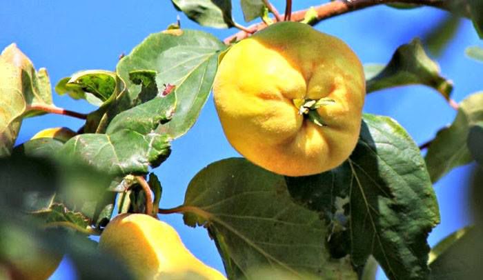 &Tau;&alpha; &laquo;&chi;&rho;&upsilon;&sigma;ά &mu;ή&lambda;&alpha;&raquo; &sigma;&tau;&omicron; &chi;&omega;&rho;&iota;ό &Delta;ά&rho;&alpha; &Alpha;&rho;&kappa;&alpha;&delta;ί&alpha;&sigmaf; (&epsilon;&iota;&kappa;ό&nu;&epsilon;&sigmaf;)