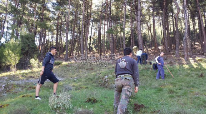Έ&lambda;&alpha;&tau;&alpha; &phi;ύ&tau;&epsilon;&upsilon;&sigma;&alpha;&nu; &sigma;&tau;&eta; &Beta;&lambda;&alpha;&chi;έ&rho;&nu;&alpha; (&epsilon;&iota;&kappa;ό&nu;&epsilon;&sigmaf;)