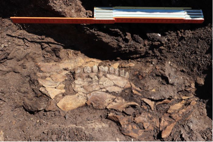 Σπουδαία αρχαιολογικά ευρήματα στην περιοχή του Λιγνιτωρυχείου Μεγαλόπολης ανακοίνωσε το Υπουργείο Πολιτισμού