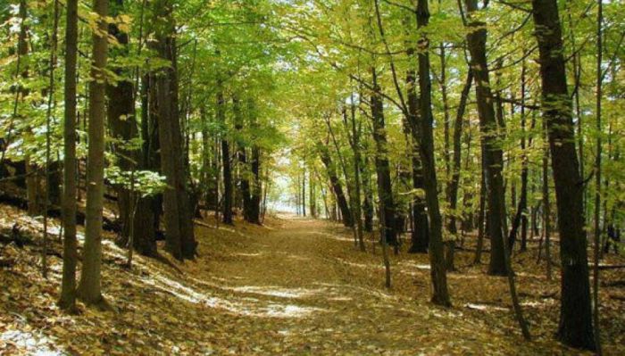 &quot;Ντροπή και αίσχος&quot; | Καταγγελία για βανδαλισμούς στο δασάκι της Βυτίνας