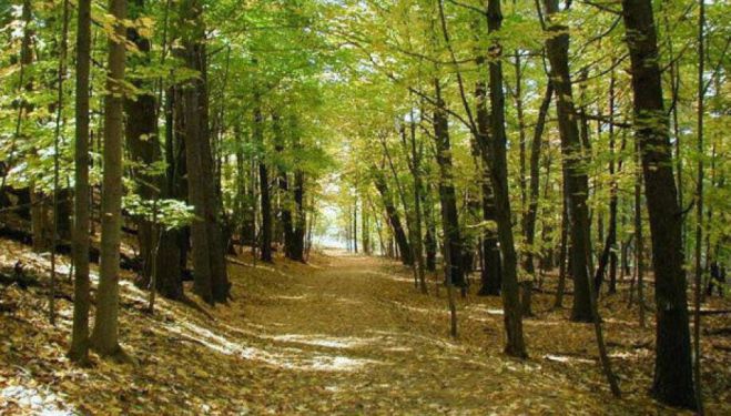 &quot;Ντροπή και αίσχος&quot; | Καταγγελία για βανδαλισμούς στο δασάκι της Βυτίνας