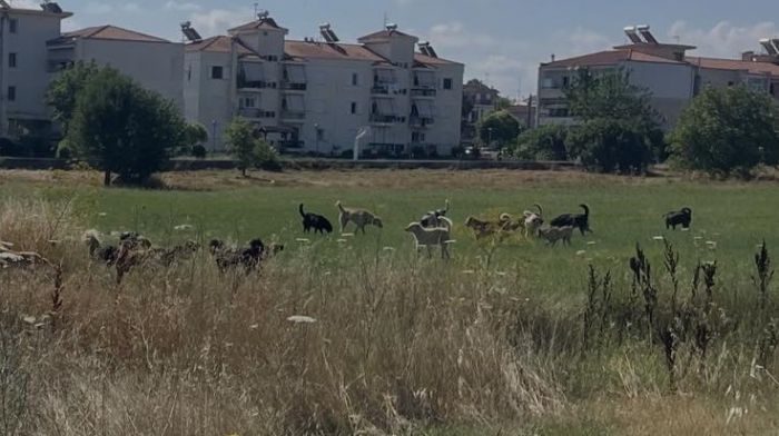 &Nu;έ&alpha; &mu;&alpha;&zeta;&iota;&kappa;ή &epsilon;&gamma;&kappa;&alpha;&tau;ά&lambda;&epsilon;&iota;&psi;&eta; &sigma;&kappa;ύ&lambda;&omega;&nu; &sigma;&tau;&omicron; &kappa;έ&nu;&tau;&rho;&omicron; &tau;&eta;&sigmaf; &Tau;&rho;ί&pi;&omicron;&lambda;&eta;&sigmaf; &ndash; &Sigma;&epsilon; &epsilon;&xi;έ&lambda;&iota;&xi;&eta; &eta; &epsilon;&pi;&iota;&chi;&epsilon;ί&rho;&eta;&sigma;&eta; &pi;&epsilon;&rho;&iota;&sigma;&upsilon;&lambda;&lambda;&omicron;&gamma;ή&sigmaf; (&epsilon;&iota;&kappa;ό&nu;&epsilon;&sigmaf;)