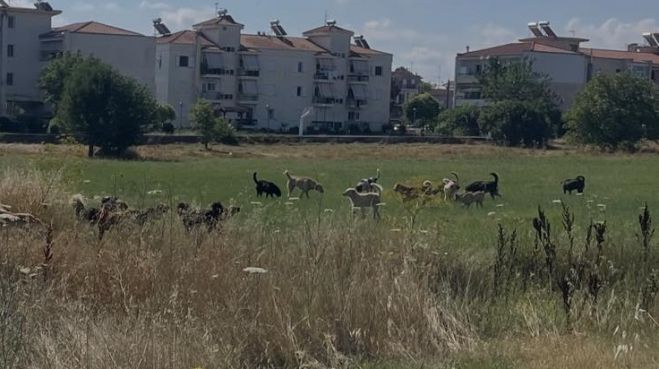 &Nu;έ&alpha; &mu;&alpha;&zeta;&iota;&kappa;ή &epsilon;&gamma;&kappa;&alpha;&tau;ά&lambda;&epsilon;&iota;&psi;&eta; &sigma;&kappa;ύ&lambda;&omega;&nu; &sigma;&tau;&omicron; &kappa;έ&nu;&tau;&rho;&omicron; &tau;&eta;&sigmaf; &Tau;&rho;ί&pi;&omicron;&lambda;&eta;&sigmaf; &ndash; &Sigma;&epsilon; &epsilon;&xi;έ&lambda;&iota;&xi;&eta; &eta; &epsilon;&pi;&iota;&chi;&epsilon;ί&rho;&eta;&sigma;&eta; &pi;&epsilon;&rho;&iota;&sigma;&upsilon;&lambda;&lambda;&omicron;&gamma;ή&sigmaf; (&epsilon;&iota;&kappa;ό&nu;&epsilon;&sigmaf;)