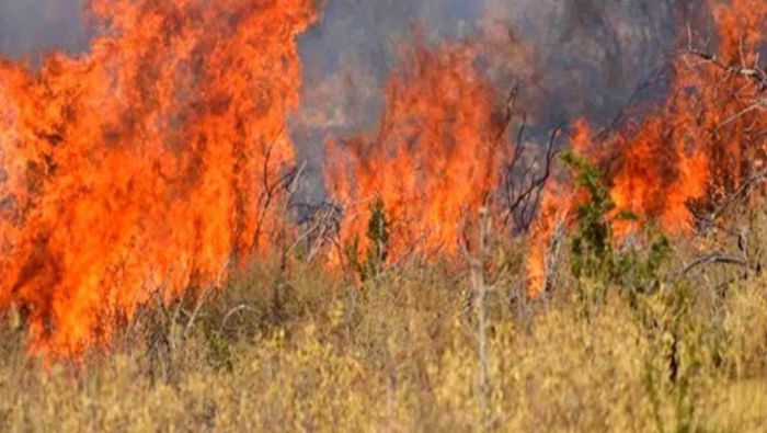 Γορτυνία | Πρόστιμα σε ιδιοκτήτες οικοπέδων που δεν απομακρύνουν τα ξερά χόρτα - Κίνδυνος να προκληθεί πυρκαγιά