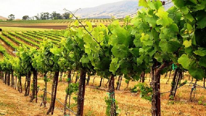 2021 | &Alpha;&iota;&tau;ή&sigma;&epsilon;&iota;&sigmaf; &gamma;&iota;&alpha; &chi;&omicron;&rho;ή&gamma;&eta;&sigma;&eta; &alpha;&delta;&epsilon;&iota;ώ&nu; &nu;έ&alpha;&sigmaf; &phi;ύ&tau;&epsilon;&upsilon;&sigma;&eta;&sigmaf; &alpha;&mu;&pi;έ&lambda;&omicron;&upsilon;