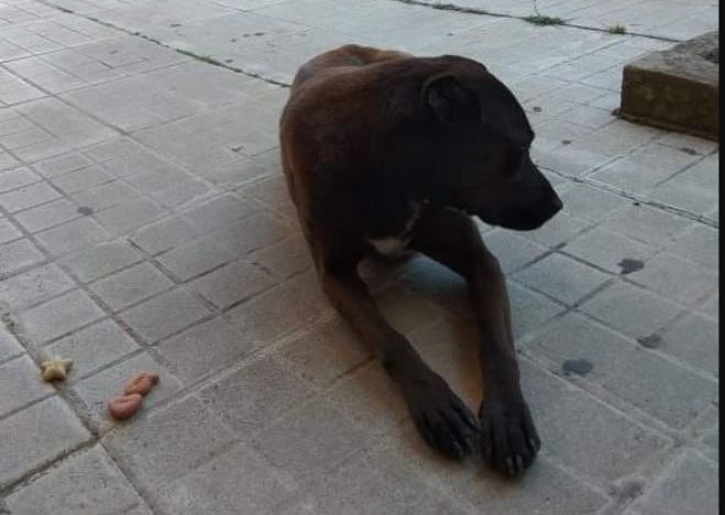Τρίπολη | Κακοποιημένη σκυλίτσα με κομμένα αυτιά περιφερόταν στην πλατεία Κολοκοτρώνη