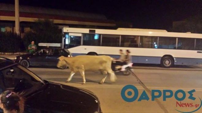 Αγελάδα βγήκε βόλτα στους δρόμους της Καλαμάτας!