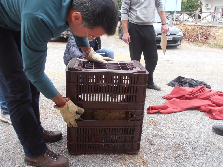 Δεύτερη ευκαιρία για το τραυματισμένο τσακάλι στον υγρότοπο Μουστού (vd)